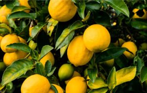 Conoces propiedades del limon