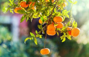 beneficios mandarina vitamina C