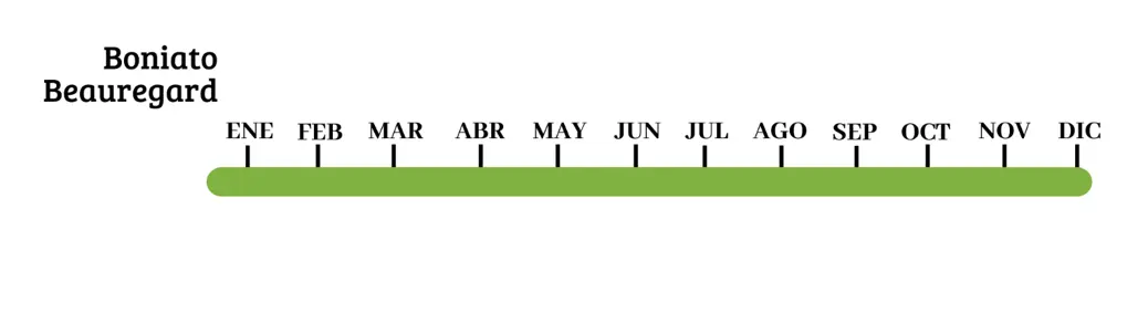 boniato calendario