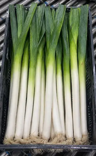 puerro bio